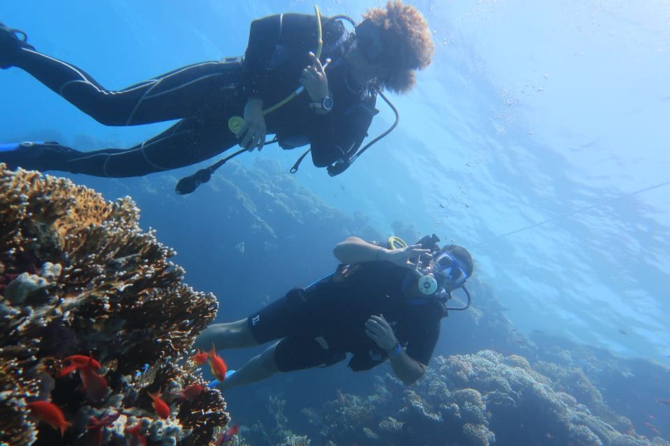 Catania: Gulf Scuba Diving Tour with Marine Biologist - Marine Life Highlights You Can Actually Look For