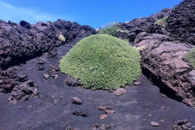 From Catania: Mount Etna Half-Day Tour and Wine Experience - Morning Pickup in Catania: Simple Start, Early Start
