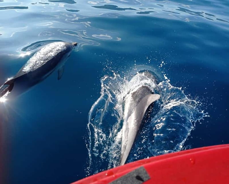 Sunset tour in search of dolphins with aperitif - Who this trip suits best (and who should look elsewhere)